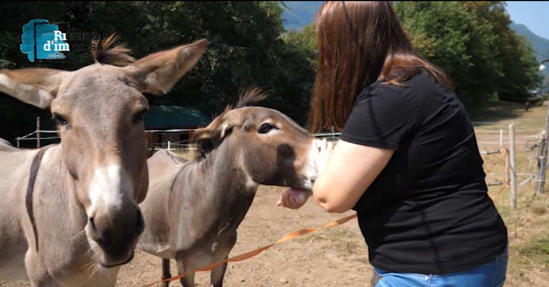 Tutta la bellezza dell'asino